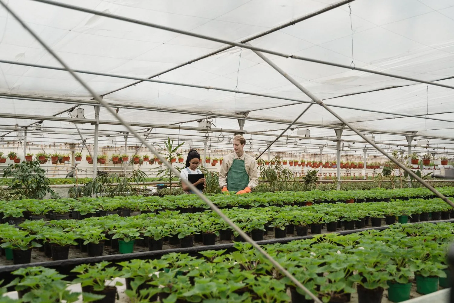 Dues persones treballant entre fileres de plantes en un viver amb hivernacle, un exemple dels negocis de Blanes que treballen tot l'any